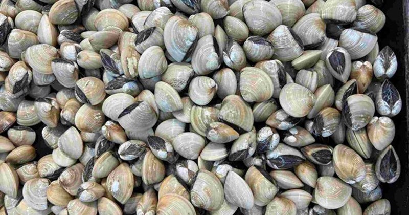Cách bảo quản ngao sống đúng cách: Giữ tươi lâu, không bị chết