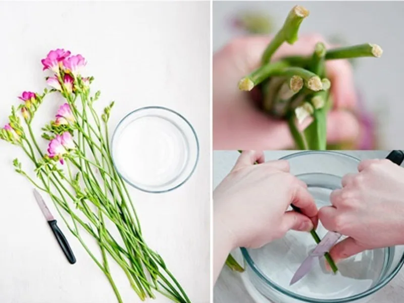Kiểm tra nước, bỏ cánh hỏng và cắt lại gốc giúp hoa duy trì độ tươi.
