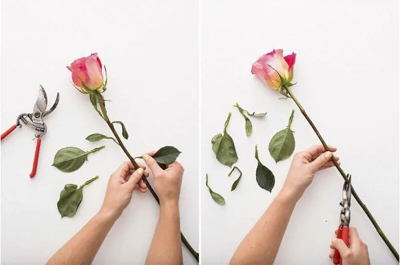 Hoa nhanh héo khi thân hút nước kém, bình bẩn hoặc đặt ở nơi quá nóng.